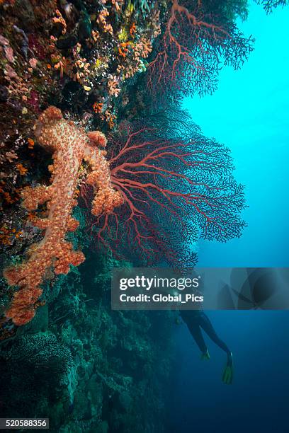 diving the drop off's in palau - micronesia - palau stock pictures, royalty-free photos & images