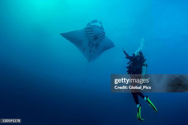 palau - micronesia - manta ray stock pictures, royalty-free photos & images