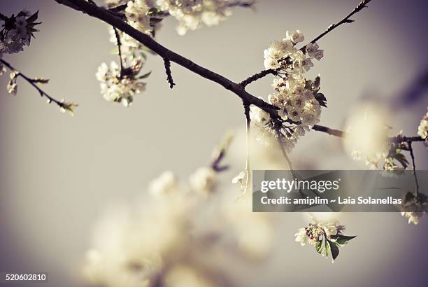 white flower - almendro stock pictures, royalty-free photos & images
