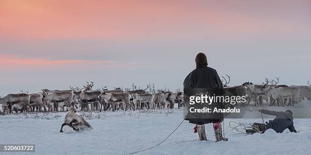 Reindeer herders tries to catch reindeers with rope at Nomad camp, 150 km from the town of Salekhard, Yamalo-Nenets Autonomous Okrug in Russia on...