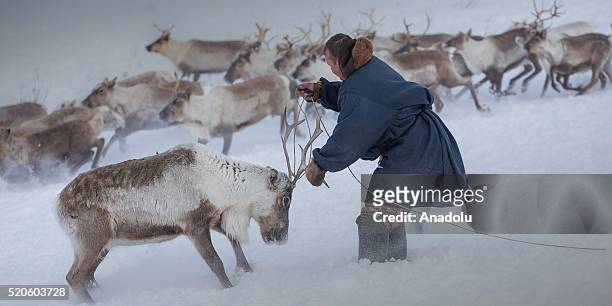Reindeer herder tries to rope a reindeer from its horn at Nomad camp, 150 km from the town of Salekhard, Yamalo-Nenets Autonomous Okrug in Russia on...