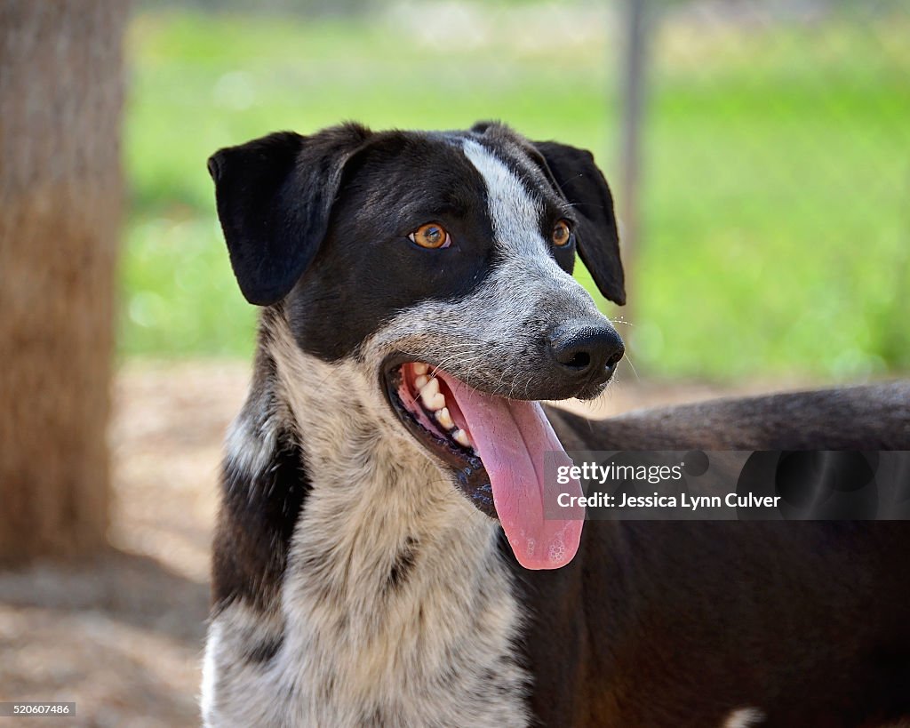 Rescued and adoptable mixed breed dogs showing off