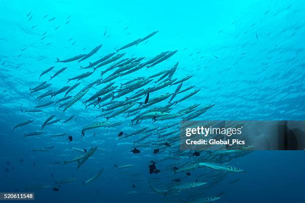barracudas - palau, micronesia - barracuda stock pictures, royalty-free photos & images