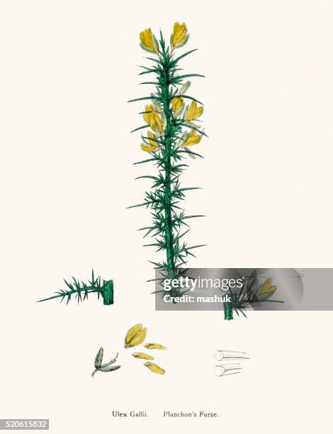 planchon's furze plant 19th century illustration - gorse stock illustrations