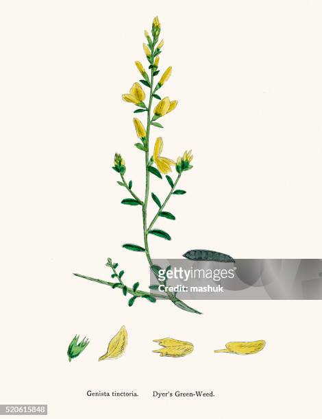 ilustrações de stock, clip art, desenhos animados e ícones de dyer verde da planta erva século xix ilustração - conjugation biological process