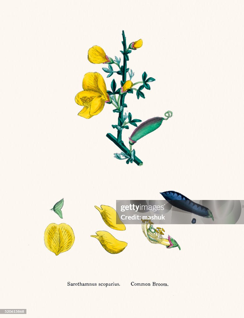 Common broom 19th century illustration