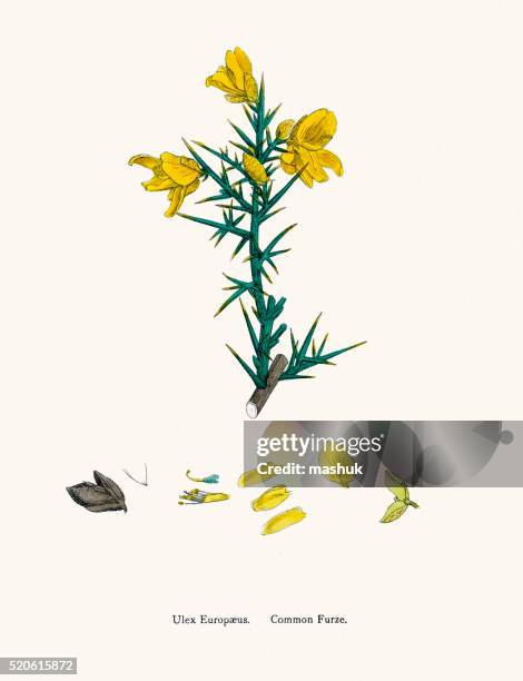 common furze plant 19th century illustration - gorse stock illustrations