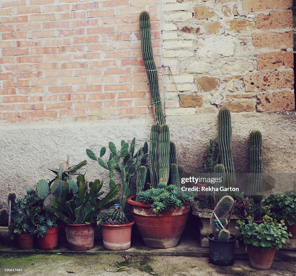 Collection of Cactus plants outside a house