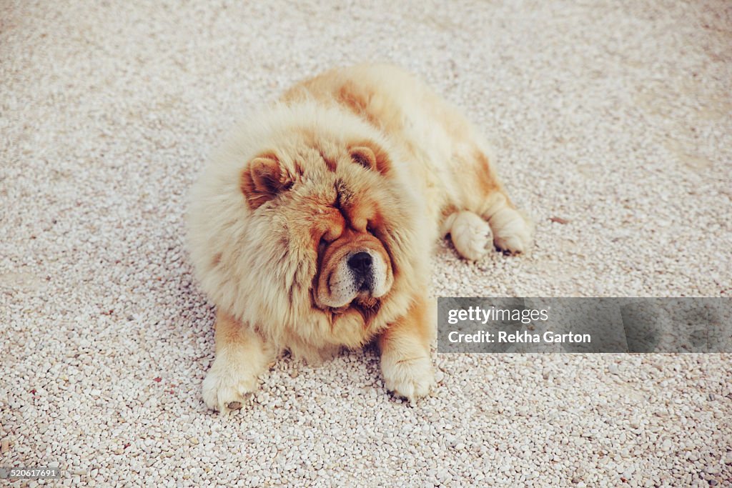 Very fluffy Chow dog laying outside