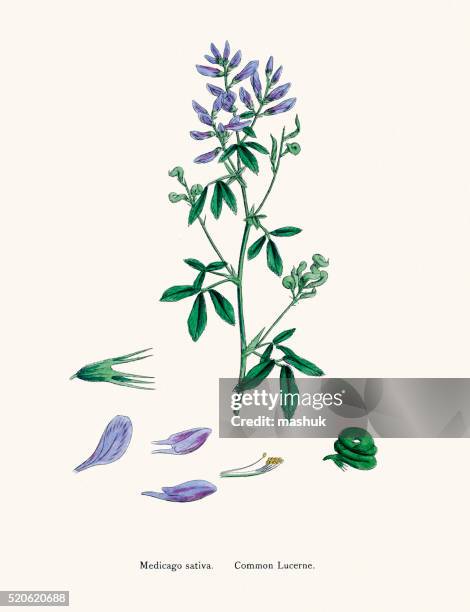 alfalfa lucerne medick plant 19th century illustration - alfalfa stock illustrations