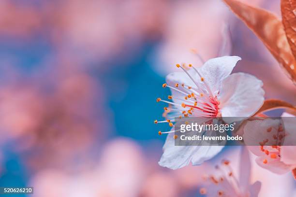 beautiful cherry blossom artistic background - linda rama fotografías e imágenes de stock