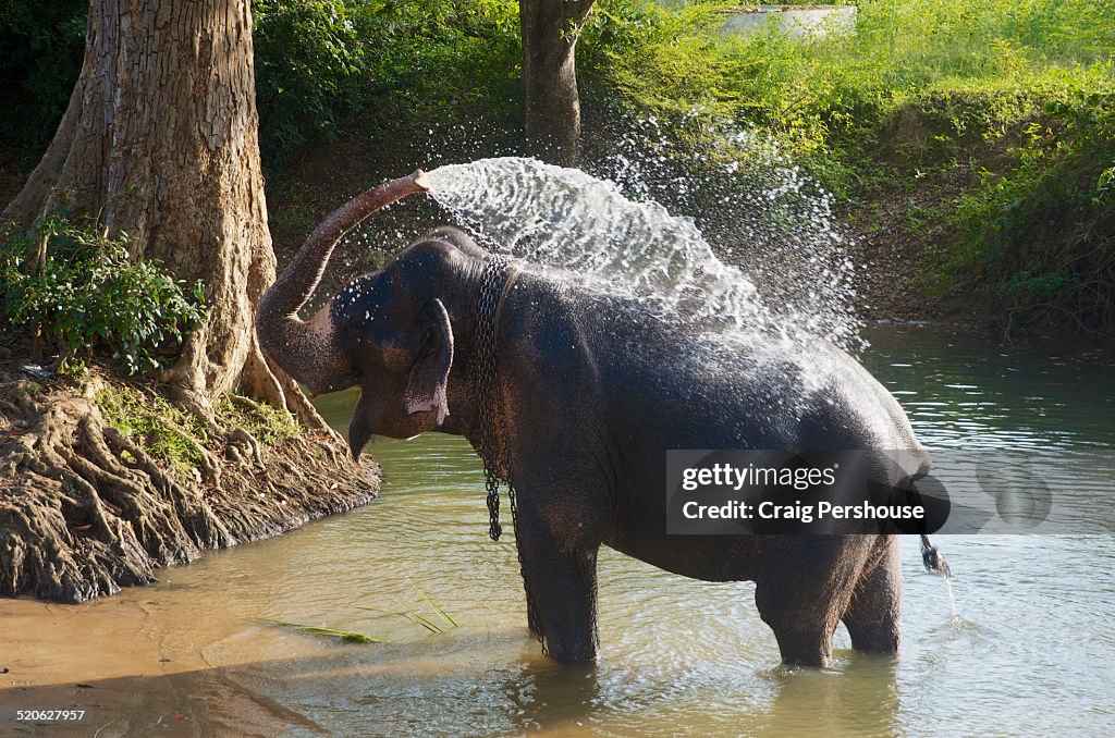 Elephant in creek washing itself