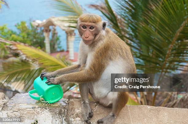 443 Monkey Using Tool Stock Photos, High-Res Pictures, and Images ...