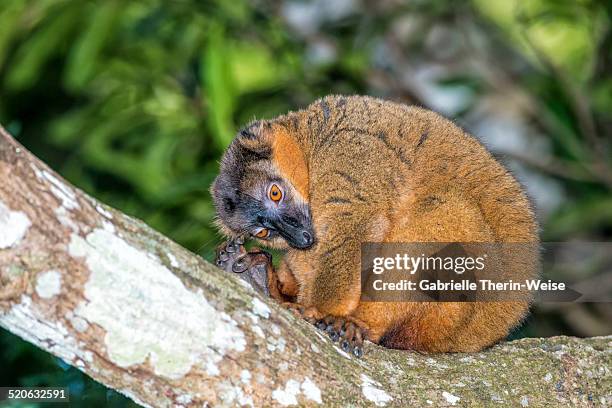 collared brown lemur - collared lemur stock pictures, royalty-free photos & images