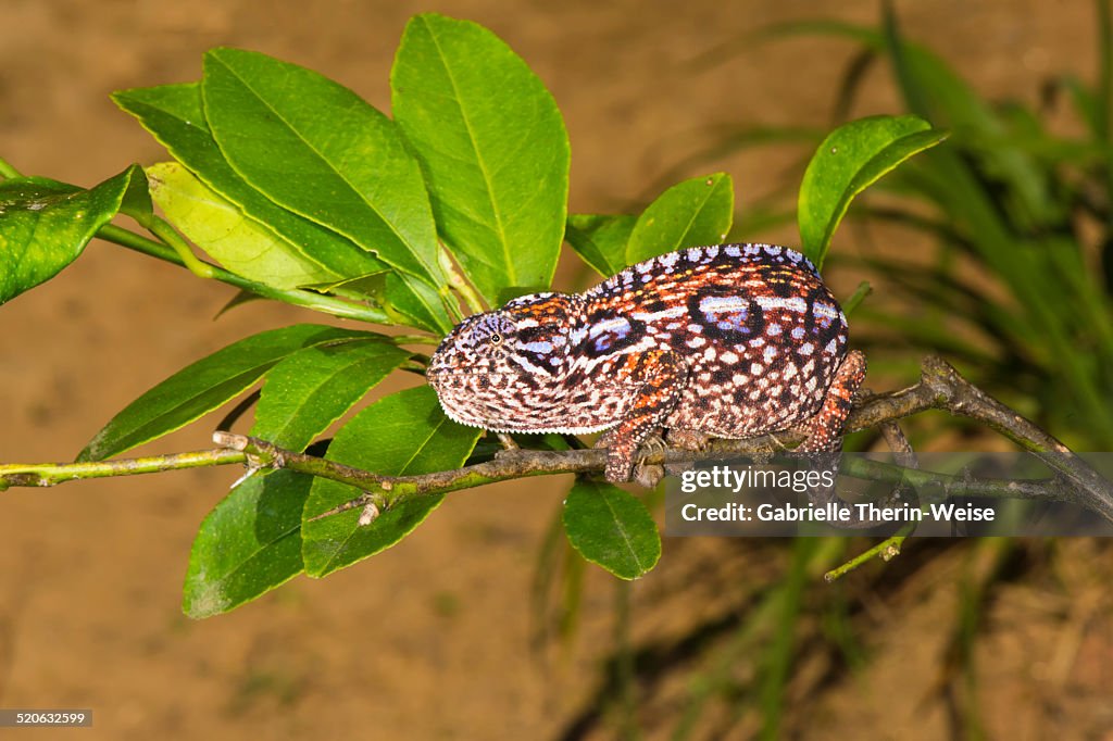 Carpet chameleon female