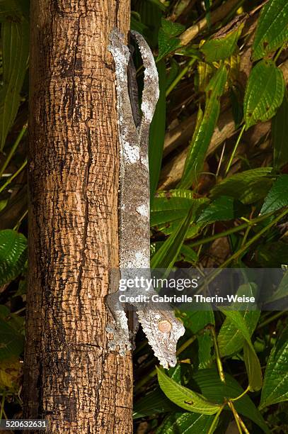 leaf-tailed gecko - uroplatus fimbriatus stock pictures, royalty-free photos & images