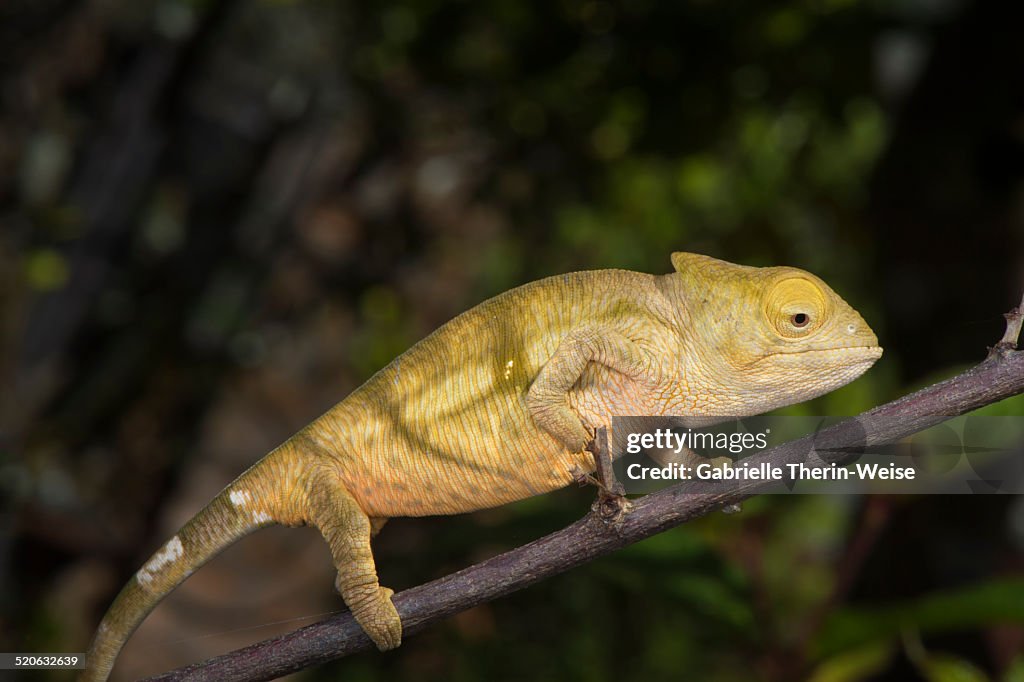 Baby parson's chameleon