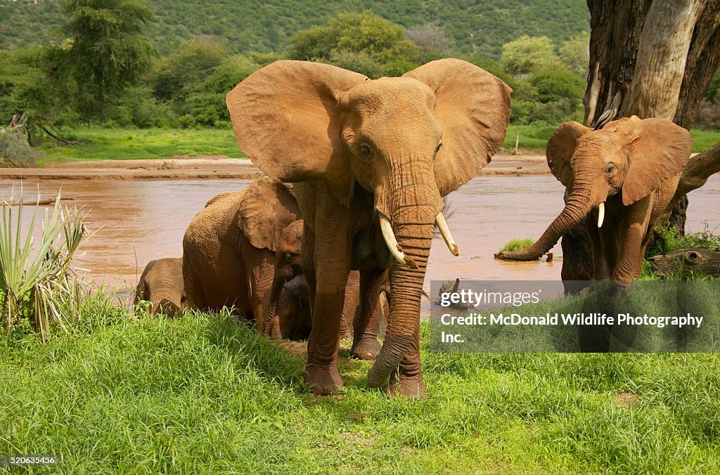 African Elephants Emerging from River