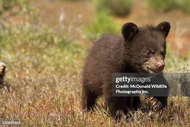 black bear cub - bear cub fotografías e imágenes de stock