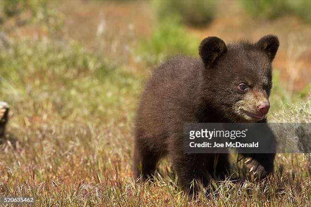 black bear cub - bear cub foto e immagini stock