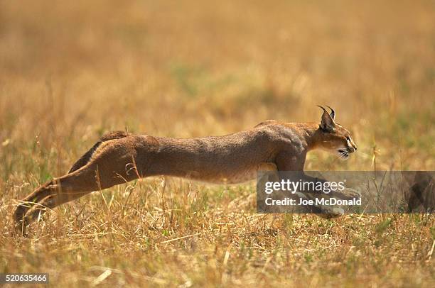 caracal cat running - cat profile stock pictures, royalty-free photos & images