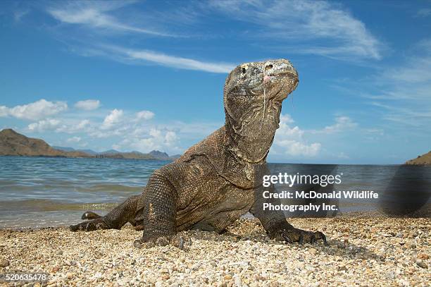 komodo dragon on beach on komodo island - komodo dragon stock pictures, royalty-free photos & images