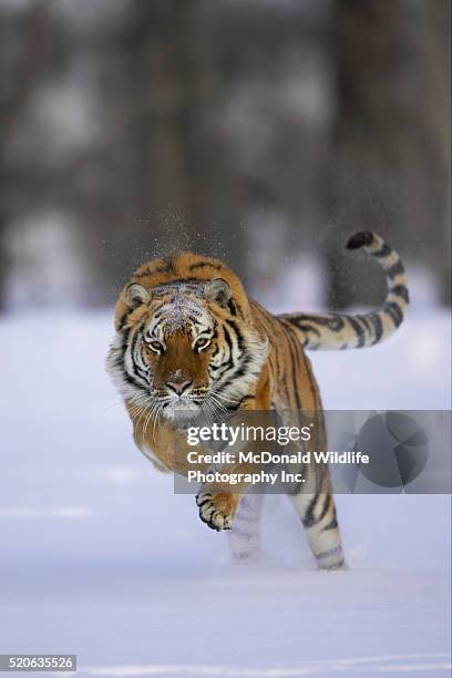 siberian tiger running through snow - sibirischer tiger stock-fotos und bilder
