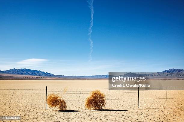 tumbleweed caught on fence in desert - tumbleweed stock pictures, royalty-free photos & images