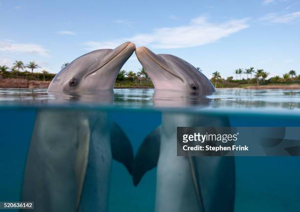 atlantic bottlenose dolphins kissing - delphine stock-fotos und bilder