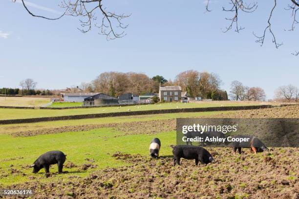 free range organic saddle back pigs on a farm at wigglesworth, lancashire - pig back stock pictures, royalty-free photos & images