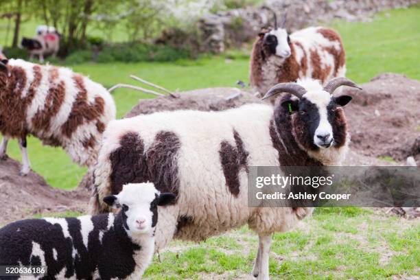 jacobs sheep in a field in the lyth valley, south cumbria - ashley lamb stock-fotos und bilder