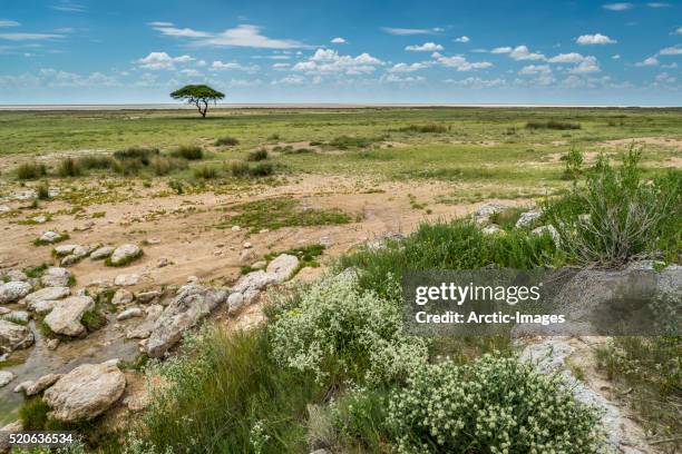 etosha national park, namibia, africa - etosha nationaal park stockfoto's en -beelden