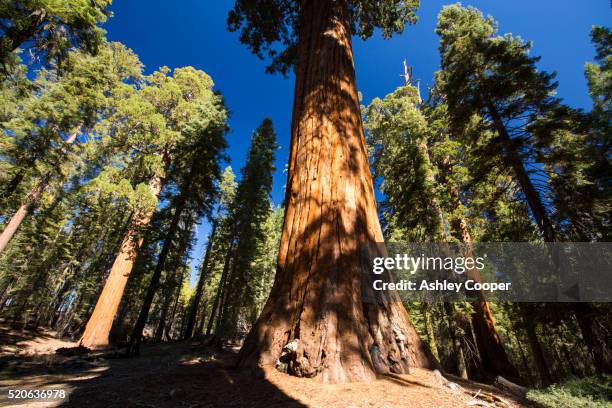 giant redwood, or sequoia, sequoiadendron giganteum, in sequoia national park, california, usa. - giant sequoia stock-fotos und bilder