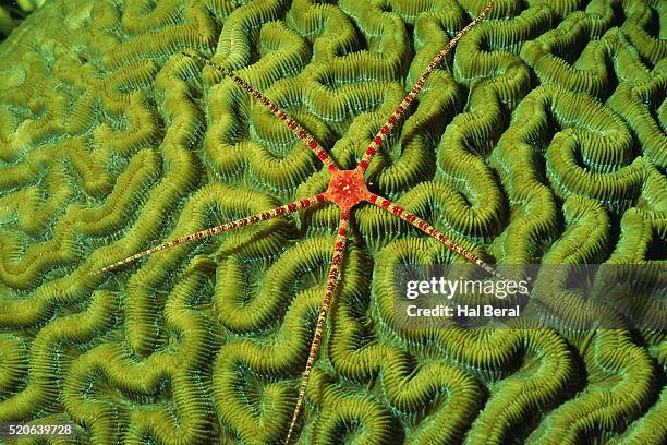 brittlestar on brain coral - echinoderm stockfoto's en -beelden