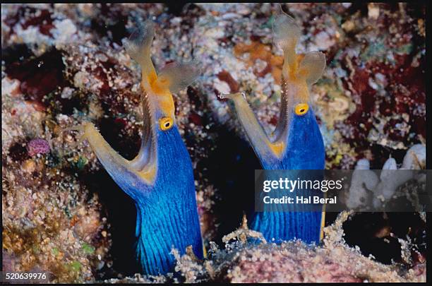 two ribbon eels - ribbon reef stock pictures, royalty-free photos & images