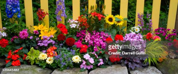 flower garden and picket fence - begonia stock pictures, royalty-free photos & images