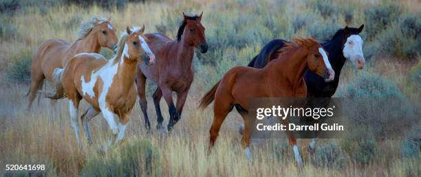 horses running in prairie - five animals stock pictures, royalty-free photos & images