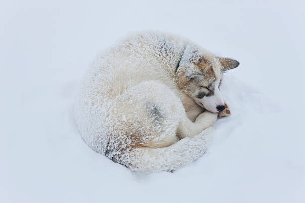 curled up husky in snow - dog sleeping in snow fotografías e imágenes de stock