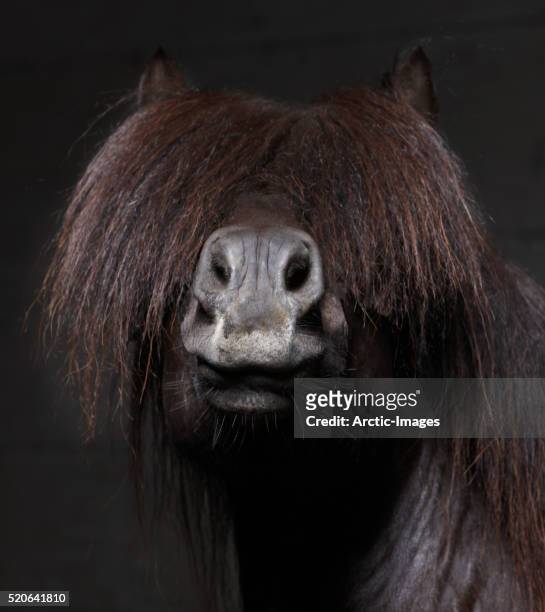 icelandic stallion with mane over eyes - black pony stock pictures, royalty-free photos & images