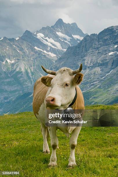 cow in meadow in the bernese alps - kuhglocke stock-fotos und bilder