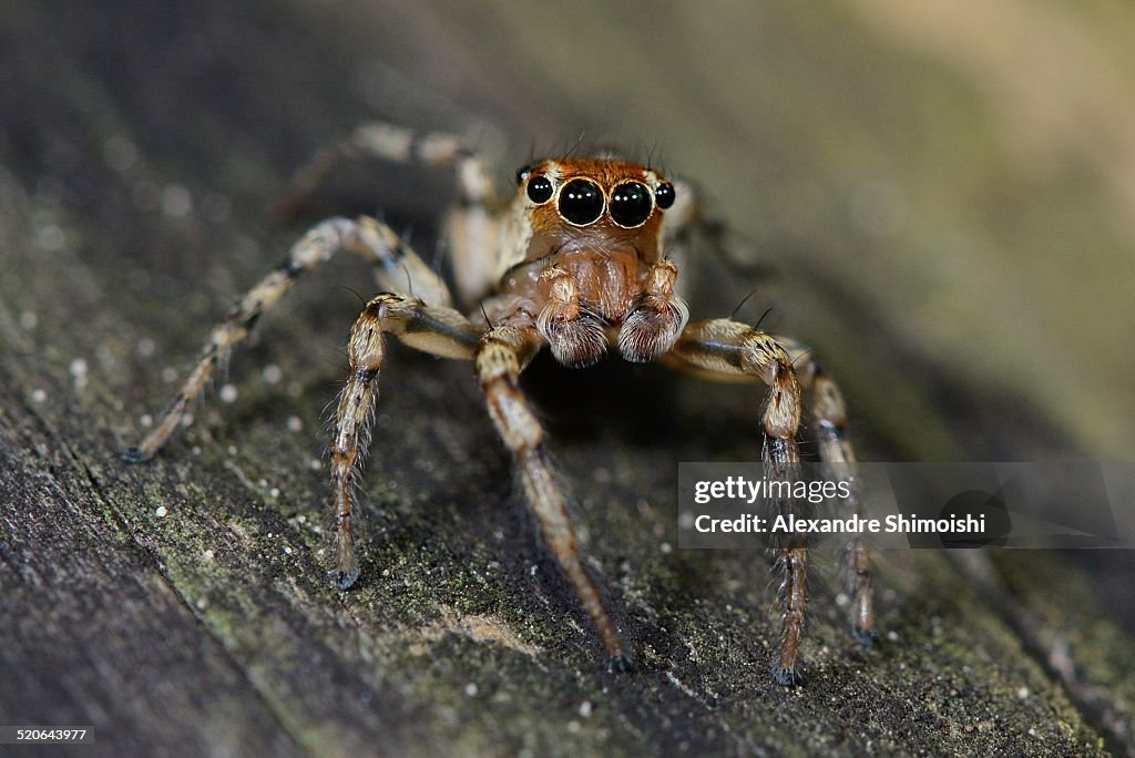 Jumping spider