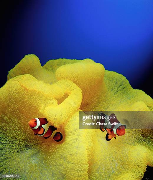 clown fish and sea anemone - anemonefish stock pictures, royalty-free photos & images