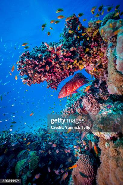 coral grouper in the red sea - mero fotografías e imágenes de stock