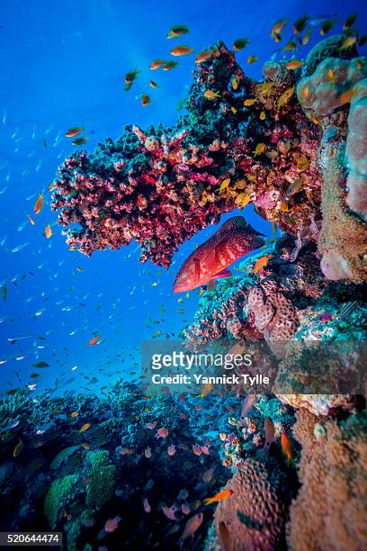 coral grouper in the red sea - coral coloured stock pictures, royalty-free photos & images
