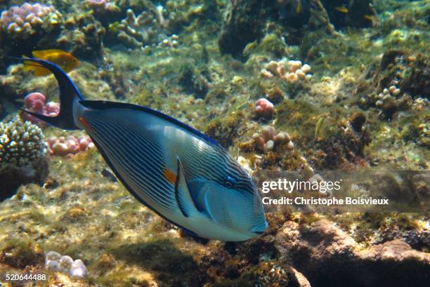 egypt, marsa alam region, red sea, coral reef, sohal surgeon fish (acanthurus sohal) - acanthurus sohal stock pictures, royalty-free photos & images