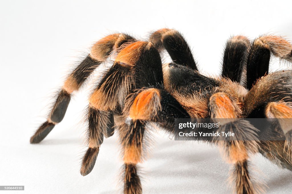 Adult Tarantula (Brachypelma smithi)