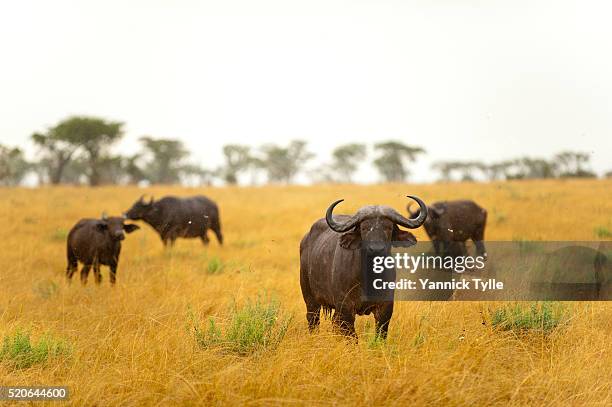 queen elizabeth national park, uganda - boeuf sauvage photos et images de collection