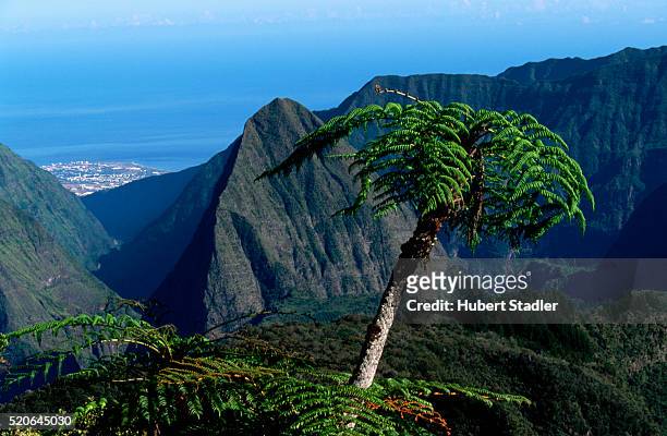 tree fern and mountains of cirque de salazie - la reunion stock pictures, royalty-free photos & images