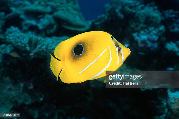 bennett's butterflyfish - chaetodon bennetti stock pictures, royalty-free photos & images
