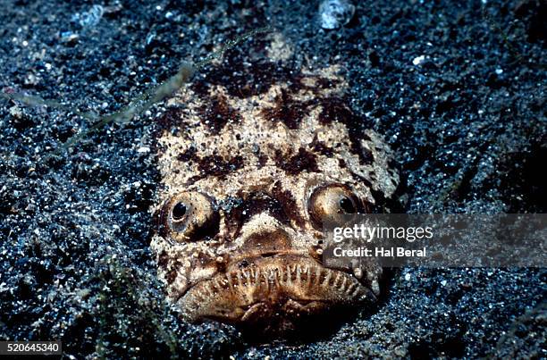stargazer fish buried in sand - stargazer fish stock pictures, royalty-free photos & images